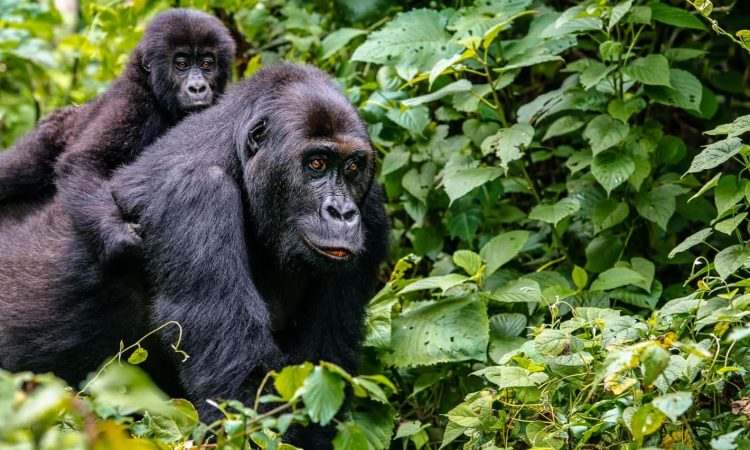 Virunga National Park