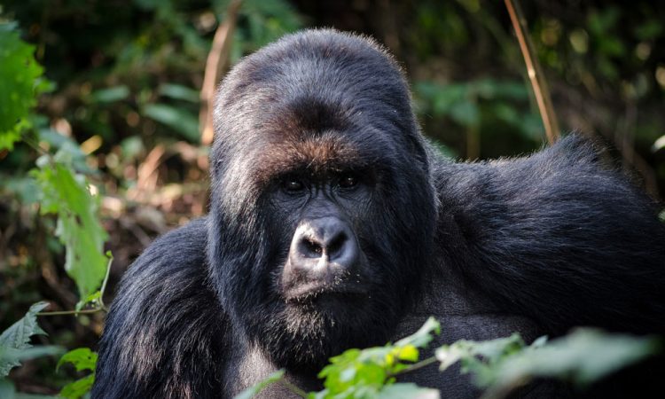 Congo Gorilla Permit Cost