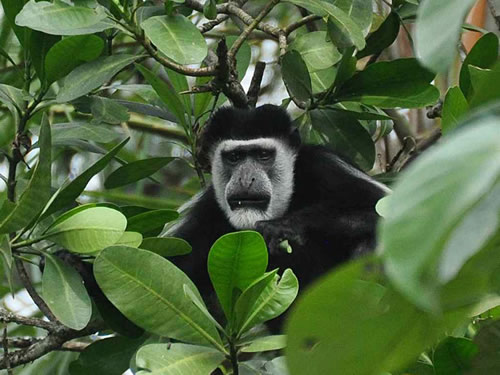 Bigodi Wetland Sanctuary