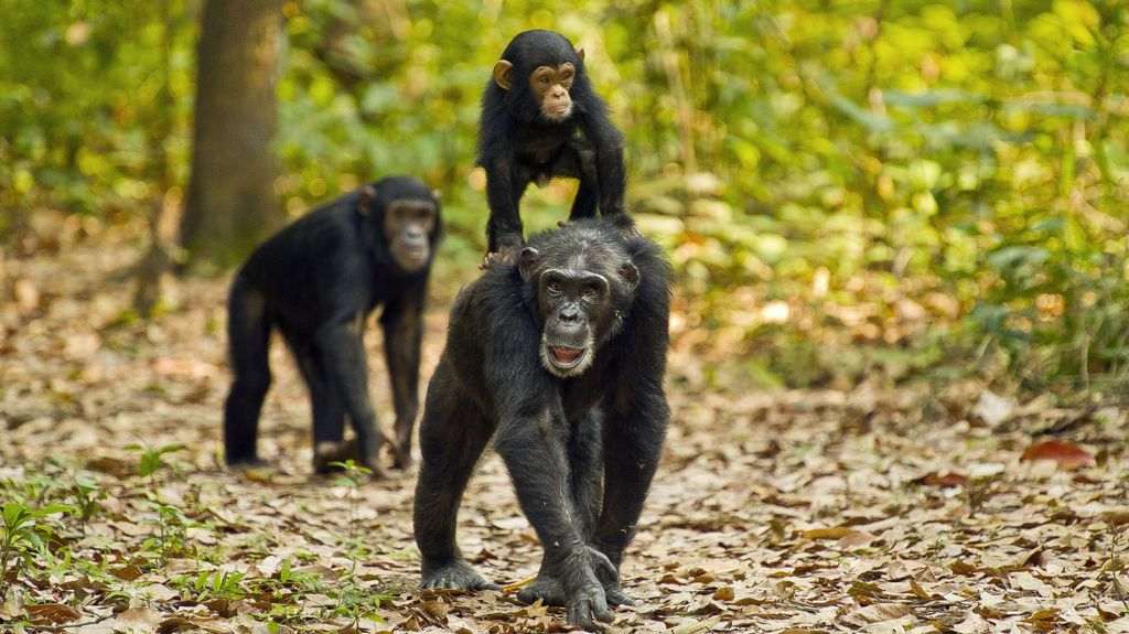 Best Time for Chimpanzee Trekking in Uganda & Rwanda (2026 Seasonal Guide)