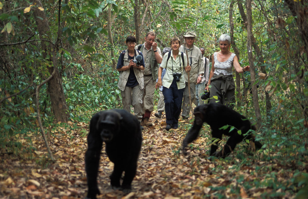 Chimpanzee Trekking in Rwanda & Uganda