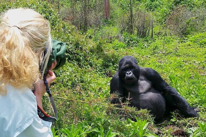 Gorilla Permits Cost in Uganda Rwanda and DRC