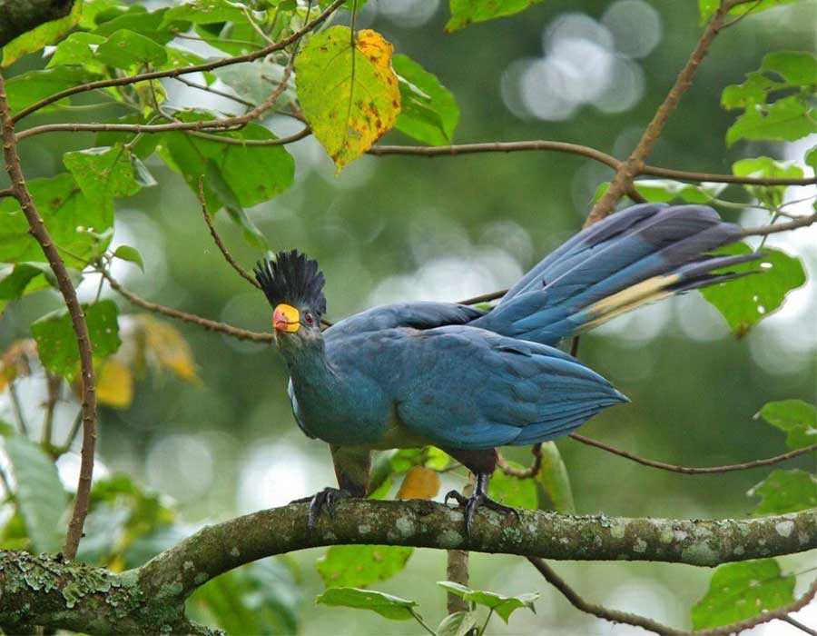 Wildlife and Birdwatching